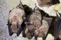 Rhinolophus ferrumequinum