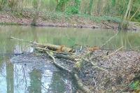 Sciurus vulgaris