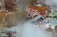 Clethrionomys glareolus