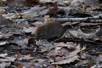 Clethrionomys glareolus