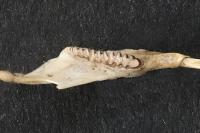 Clethrionomys glareolus