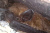 Pipistrellus