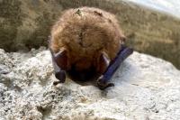 Myotis emarginatus