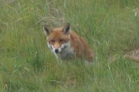 Vulpes vulpes