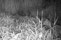 Vulpes vulpes