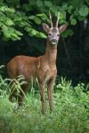Capreolus capreolus