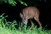 Capreolus capreolus