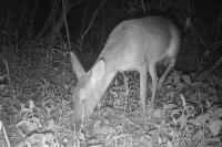 Capreolus capreolus