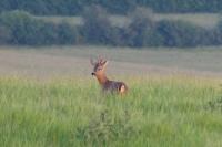 Capreolus capreolus