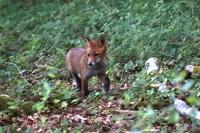 Vulpes vulpes