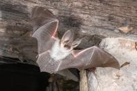 Plecotus