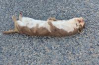 Mustela nivalis