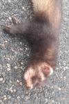 Mustela putorius