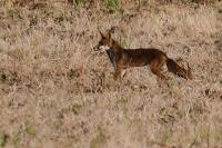 Vulpes vulpes