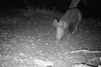 Sus scrofa