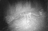 Vulpes vulpes