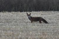 Vulpes vulpes