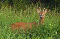 Capreolus capreolus