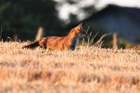 Vulpes vulpes