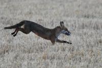 Vulpes vulpes