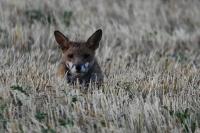 Vulpes vulpes
