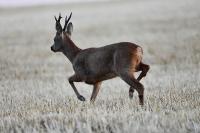 Capreolus capreolus