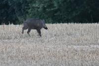 Sus scrofa