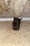 Myotis myotis