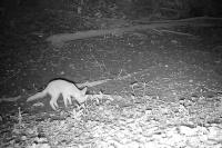 Vulpes vulpes
