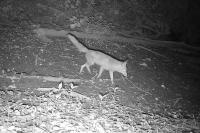 Vulpes vulpes