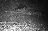 Sus scrofa