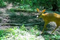 Capreolus capreolus