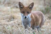 Vulpes vulpes