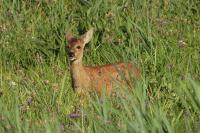 Capreolus capreolus