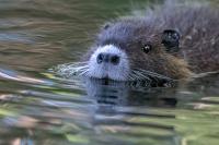 Myocastor coypus