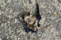 Pipistrellus pipistrellus