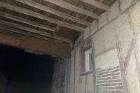 Myotis myotis