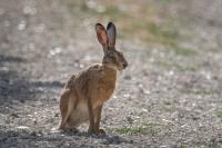 Lepus europaeus