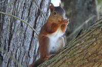 Sciurus vulgaris