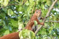 Sciurus vulgaris