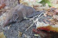 Crocidura russula