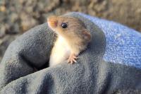 Micromys minutus