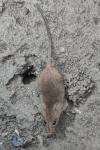 Micromys minutus