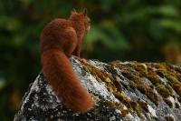 Sciurus vulgaris