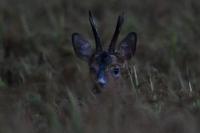 Capreolus capreolus