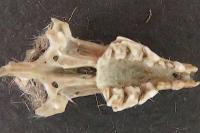 Crocidura leucodon