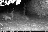 Vulpes vulpes