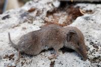 Crocidura russula