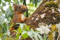 Sciurus vulgaris