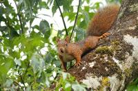 Sciurus vulgaris